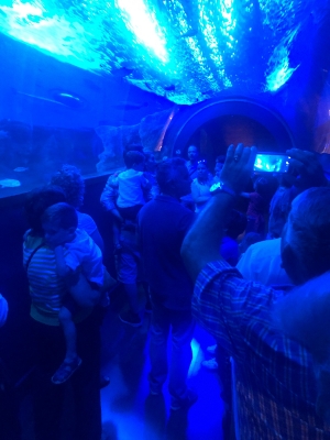 acuario sevilla_5