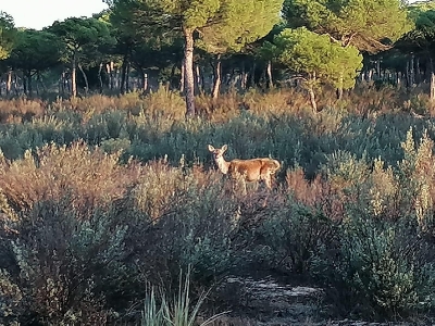 Visita Doñana_5